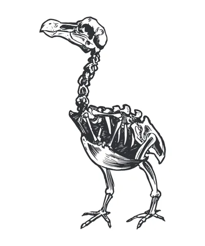 Skeleton Dodo Bird Animal