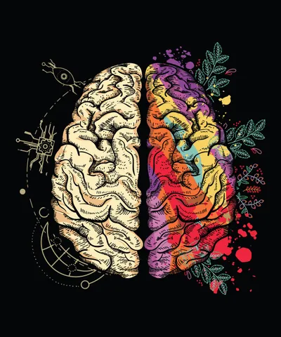 Creative and Logical Human Brain