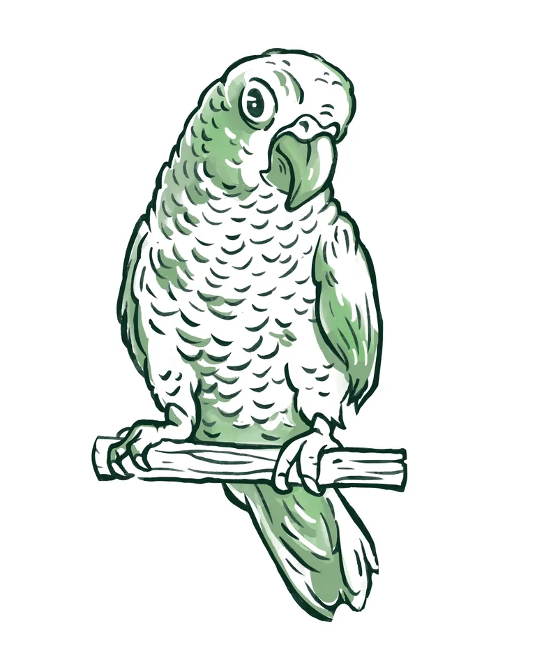 27845-greencheekconure-tshirt-pr.jpg