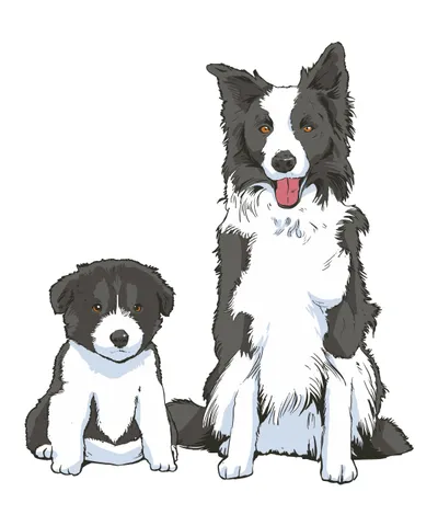 Border Collie Dogs