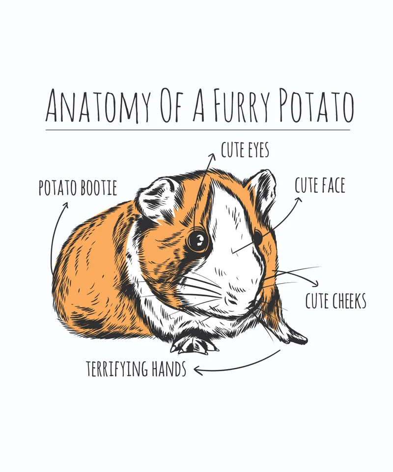 9111-guineapiganatomyTshirt-PR.jpg